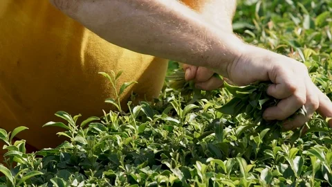 Farmer Harvest Green Tea Leaf in the Plant Stock Footage 113294010