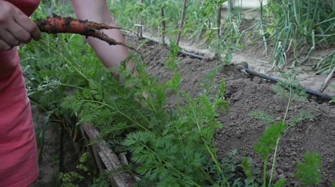 Farmer, harvest, hands pulling out fresh carrots, organic vegetable garden Stock Footage 39655212