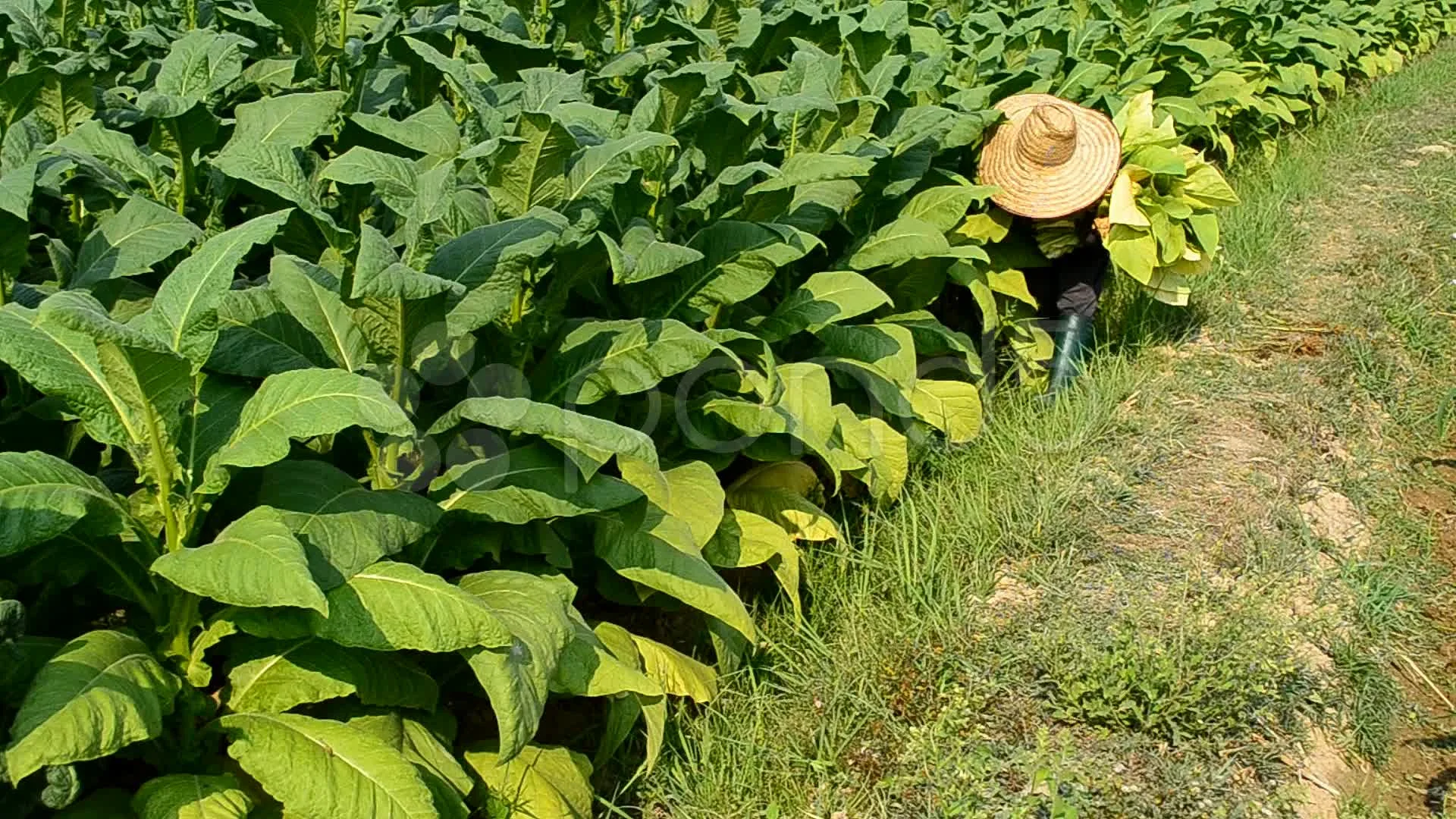 Farmer Harvest Tobacco Leaf In Farm Plant Hi Res 21999381