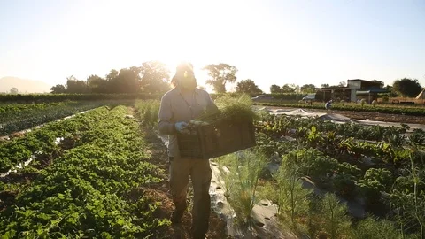 Farmer harvesting 2 Stock Footage 95008955