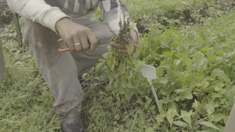 Farmer Harvesting and Preparing Bundle of Organic Arugula/Rocket (Rúcula) Stock Footage 320633352
