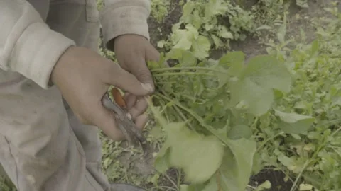 Farmer Harvesting and Preparing Bundle of Organic Arugula/Rocket (Rúcula) Stock Footage 320633361