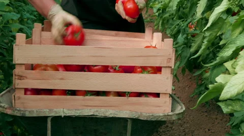 Farmer harvesting and sorting tomatoes in wooden crate by Pakito, hands close up Free Stock Footage 64580031