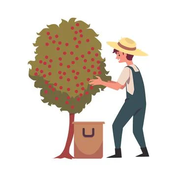 Farmer harvesting coffee beans from tree flat vector illustration isolated. Stock Illustration