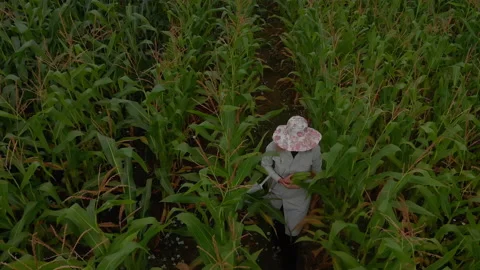 Farmer harvesting corn at field Stock Footage 138558323
