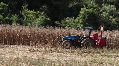 Farmer harvesting corn Video stock 51204133