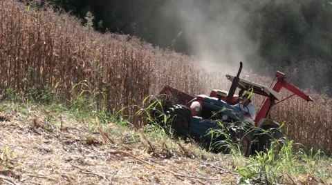 Farmer harvesting corn with tractor Video stock 51203079