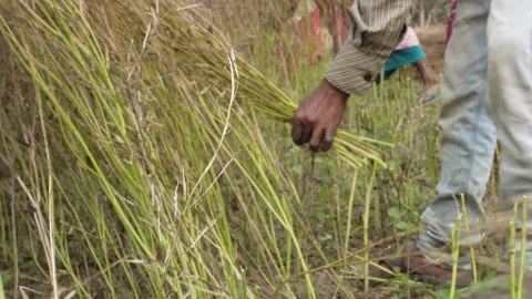 Farmer harvesting crops Stock Footage 333903702