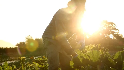 Farmer harvesting Stock Footage 95008645