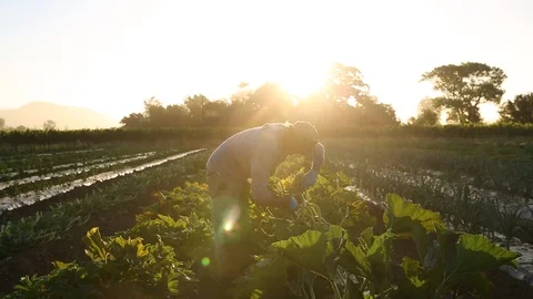 Farmer harvesting Stock Footage 95008761
