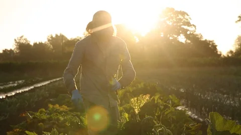 Farmer harvesting Stock Footage 95008916