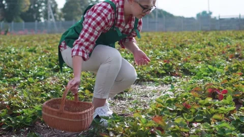 The farmer is harvesting. 스톡 동영상 151642744