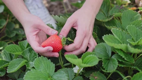 The farmer is harvesting. Stock Footage 151642773