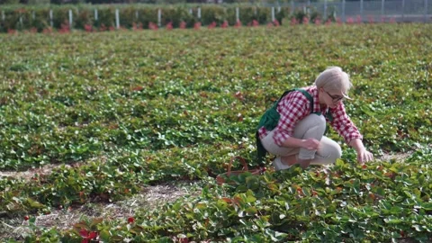 The farmer is harvesting. Stock-Footage 151673239