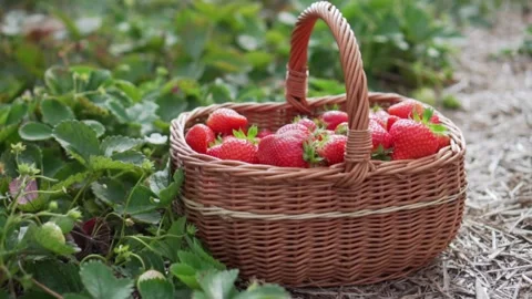 The farmer is harvesting. Video stock 151673451