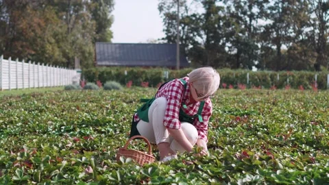The farmer is harvesting. Video stock 152102127