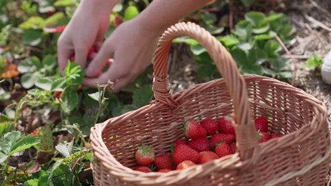 The farmer is harvesting. Stock Footage 153170799