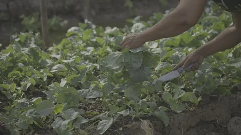 Farmer Harvesting Fresh Leafy Vegetables in Organic Garden Stock Footage 345454599