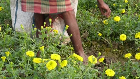 Farmer Harvesting Marigold 스톡 동영상 333416088