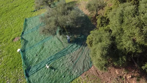 Farmer harvesting olives with tool while dog walks in sunny meadow 動画素材 344095516