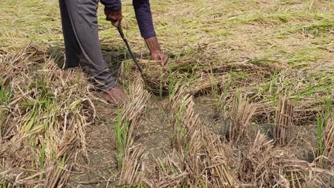 Farmer Harvesting Paddy Stock Footage 335210297