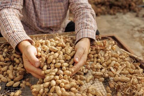Farmer harvesting peanuts, sorting nut quality at peanut production Stock Photos