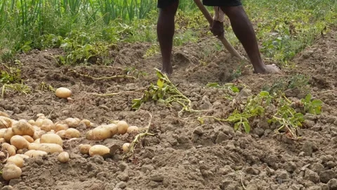 Farmer Harvesting Potatoes Stock Footage 333920413