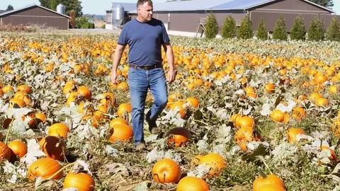 Farmer harvesting pumpkin Vidéo 72965595
