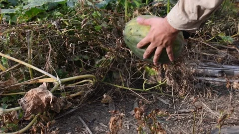 Farmer harvesting pumpkins Stock Footage 300908494
