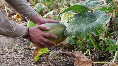 Farmer harvesting pumpkins Stock Footage 300908736