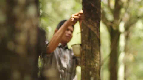 A farmer harvesting raw rubber Stock Footage 253395146