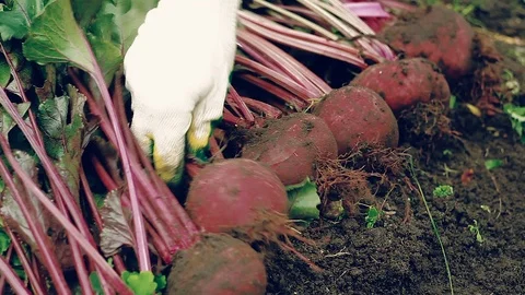 Farmer harvesting a red beet from the ground Vídeo Stock 80875165