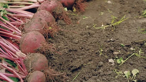 Farmer harvesting a red beet from the ground Stock Footage 80878147