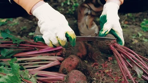 Farmer harvesting a red beet from the ground Vídeo Stock 80879803
