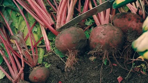 Farmer harvesting a red beet from the ground 動画素材 80882033