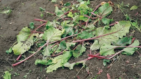 Farmer harvesting a red beet from the ground Stock Footage 80890055