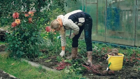Farmer harvesting a red beet from the ground Vídeo Stock 80913948