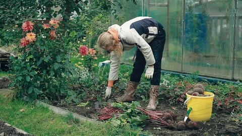 Farmer harvesting a red beet from the ground Stockbeeldmateriaal 80914258