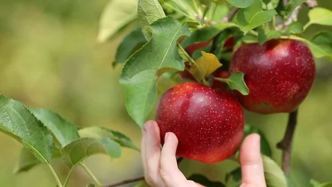 Farmer is harvesting ripe apples in apple orchard. Stock Footage