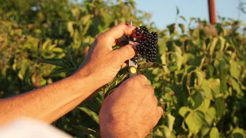 Farmer harvesting ripe elderberry with scissors in a garden at sunset 库存影片 344008696