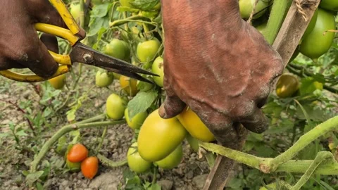 Farmer Harvesting Ripe Tomato Using Pruning Shears Close Up Bangladesh Stock Footage 338268633