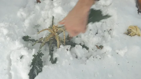 Farmer harvesting in snow Stock Footage 100402007
