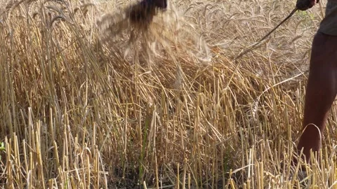 Farmer harvesting wheat Stock Footage 332620548