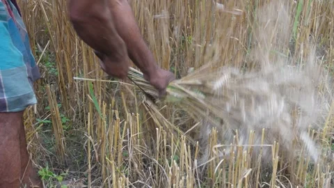 Farmer Harvesting Wheat Stock-Footage 333926133