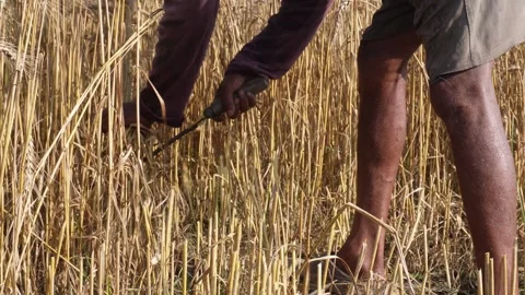 Farmer harvesting wheat Stock Footage 333983232