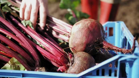 The farmer harvests and puts the vegetables in a box Stock Footage 139818744