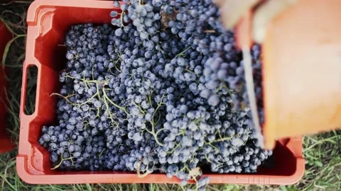 The farmer harvests grapes, puts a bunch in a box Видео 238535099