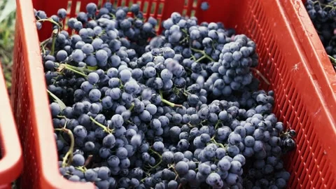 The farmer harvests grapes, puts a bunch in a box. Video stock 238535143