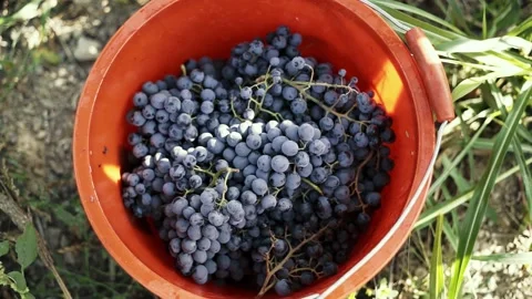 The farmer harvests grapes, puts a bunch in a box. Vídeos de archivo 238535321