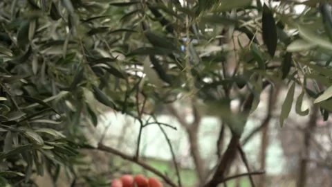 Farmer harvests olives. Olive tree plantation. Growing Mediterranean Olives Stock Footage 166819744